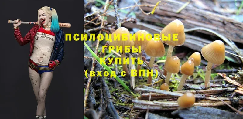 Псилоцибиновые грибы Psilocybe  купить закладку  Дзержинский 